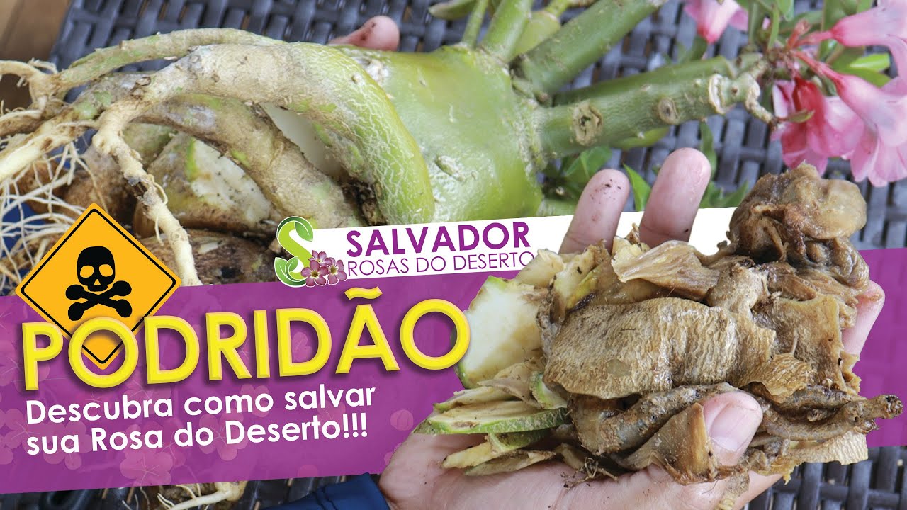 PODRIDÃO EM ROSA DO DESERTO APRENDA O QUE DEVE FAZER PARA  SALVAR SUA ADENIUM PASSO A PASSO