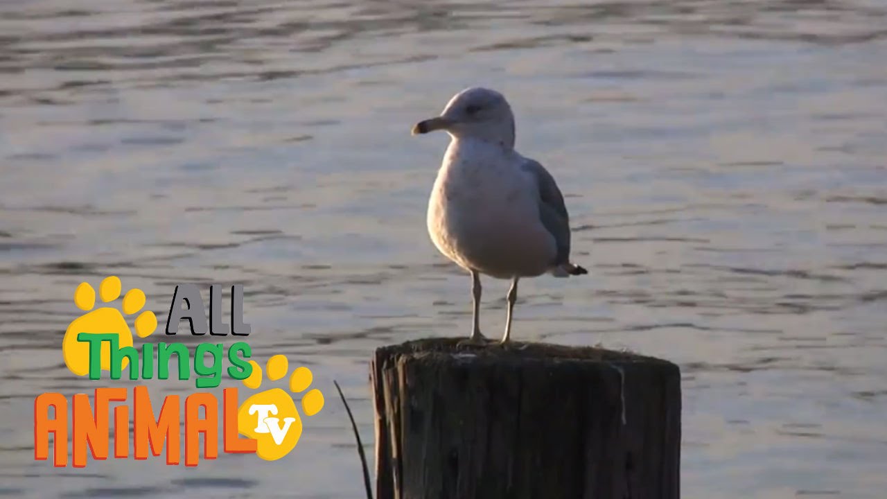 * SEAGULLS * | Birds For Kids | All Things Animal TV