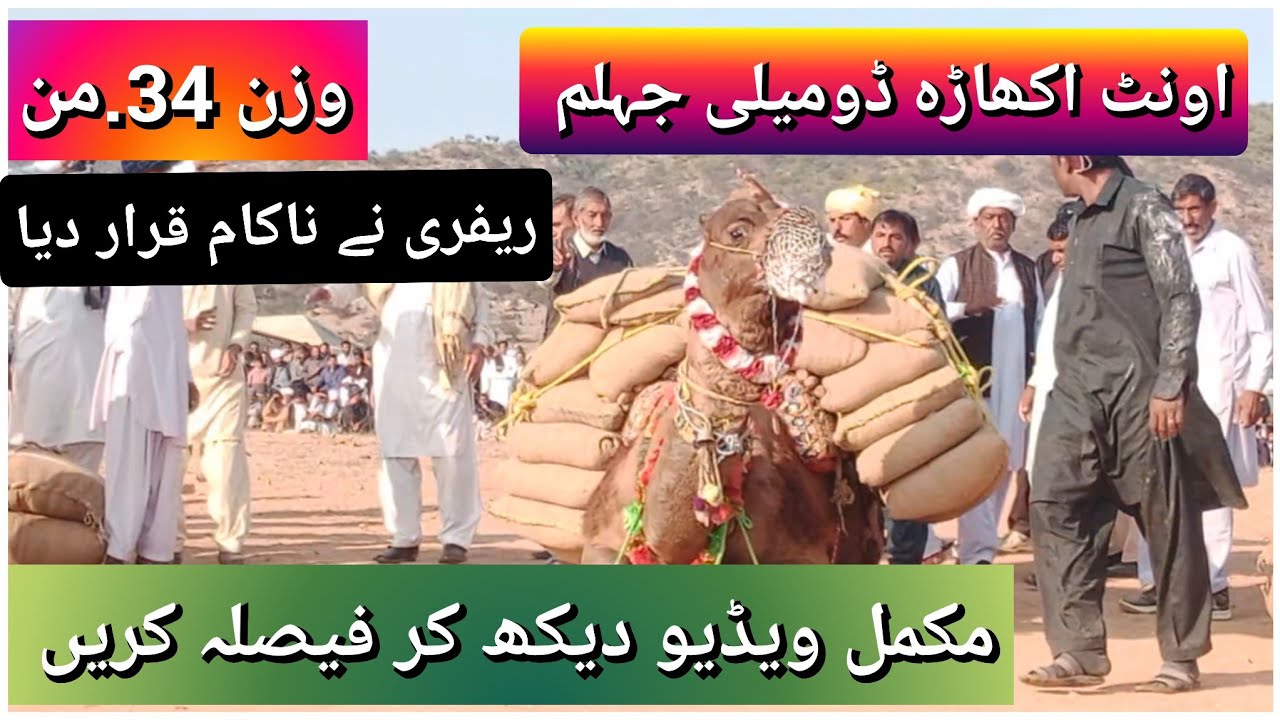 camel weight lifting in Pakistan|camel stone lifting in Pakistan|domeli Jhelum Pakistan|ڈومیلی جہلم