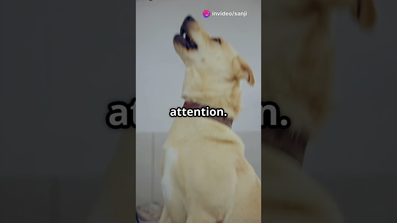 Dogs speak with tails, ears, and barks — their own secret language!