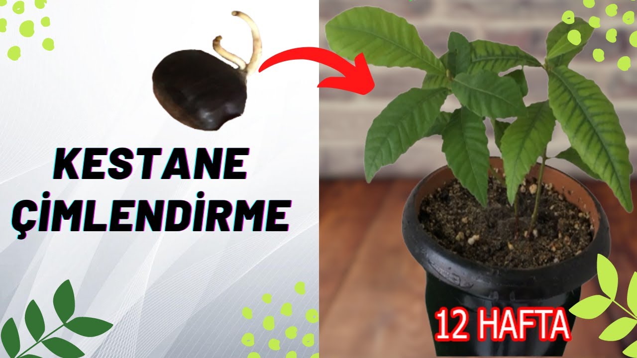 Kestane Çimlendirme(3 AY) Kestane Ağacı Yetiştirme,Kestane Nasıl Yetiştirilir?- Chestnut Germination