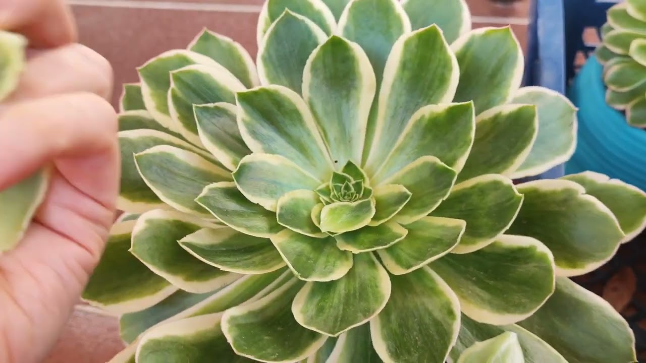 Aeoniumların göbeğini oyma🌸 Aeonium Bakımı🌸