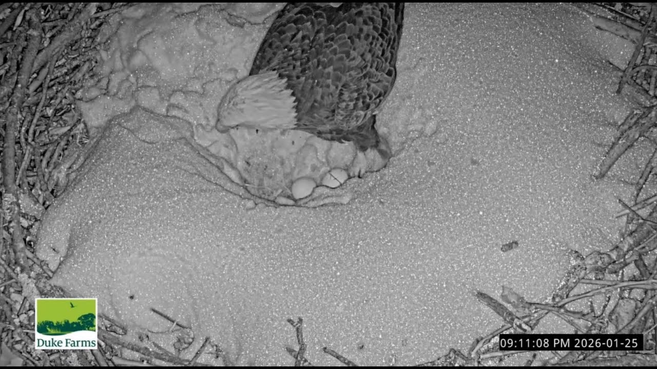 Duke Farms Eagle Cam on 1/26/26 Last evening some alerting vocals takes mom off the eggs