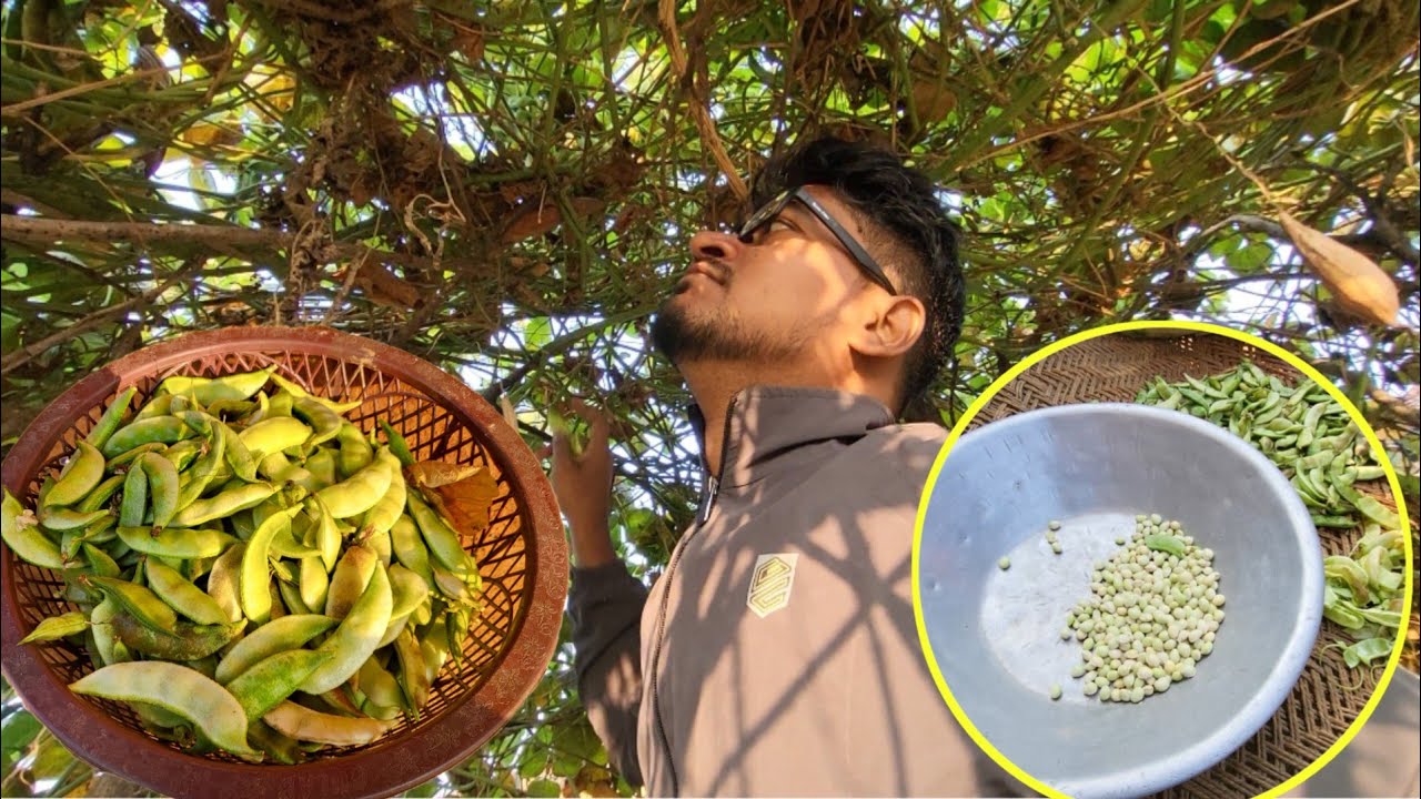 सेम के बीज की सब्जी👌😋|VLOG-65 