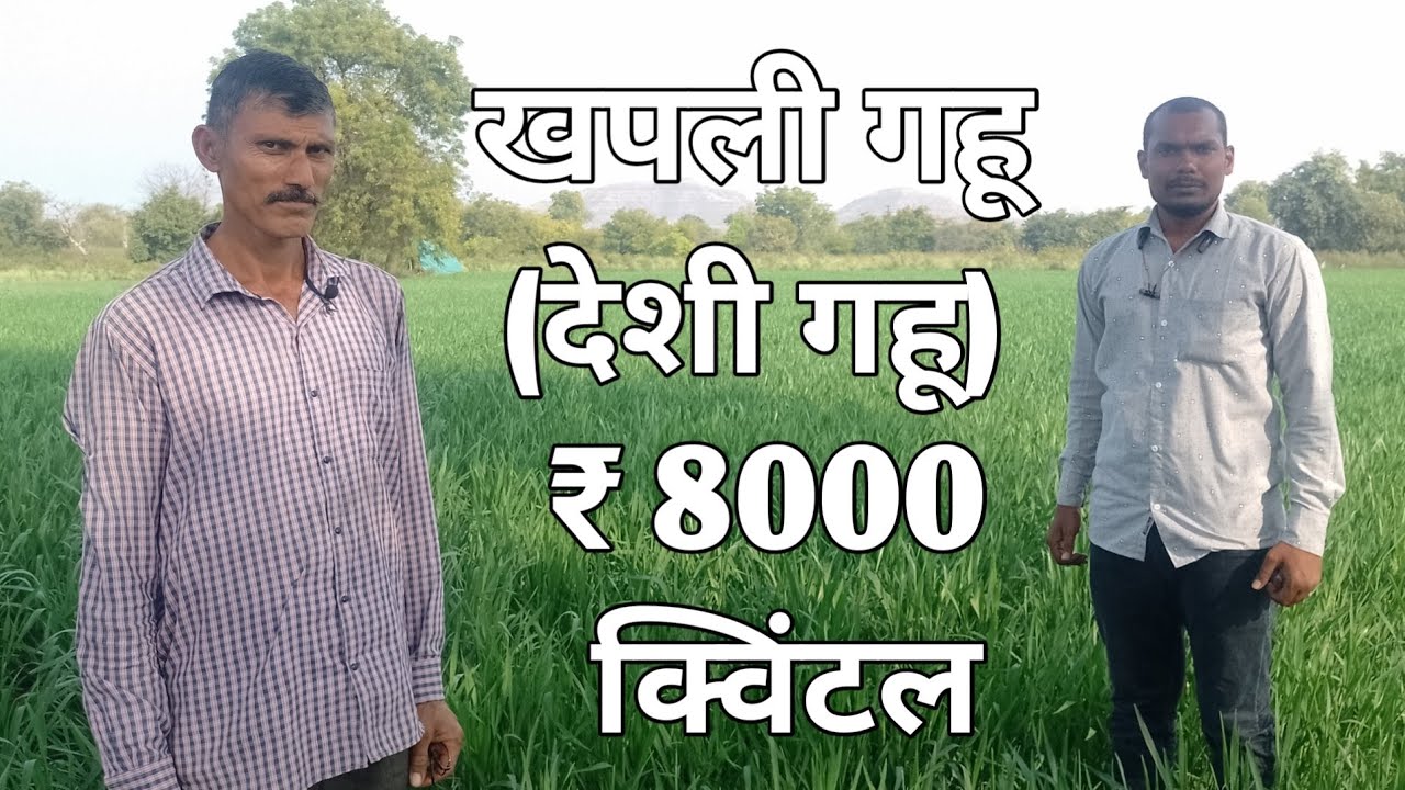 खपली गहू | khapali gahu farming #farmingvlogs || Farming vlogs