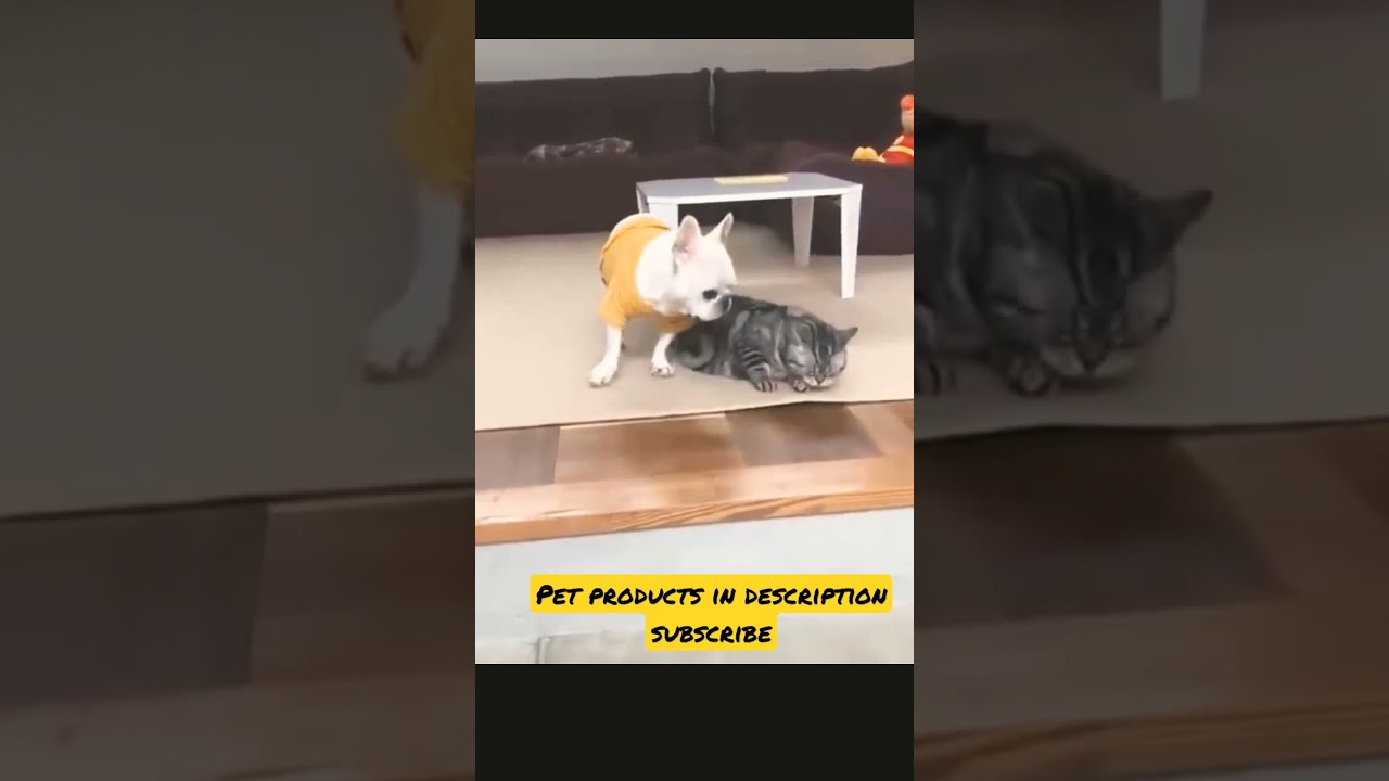 #animalslover#animallover#cuteanimals#dog#cat#pets#funny#amazingvideo