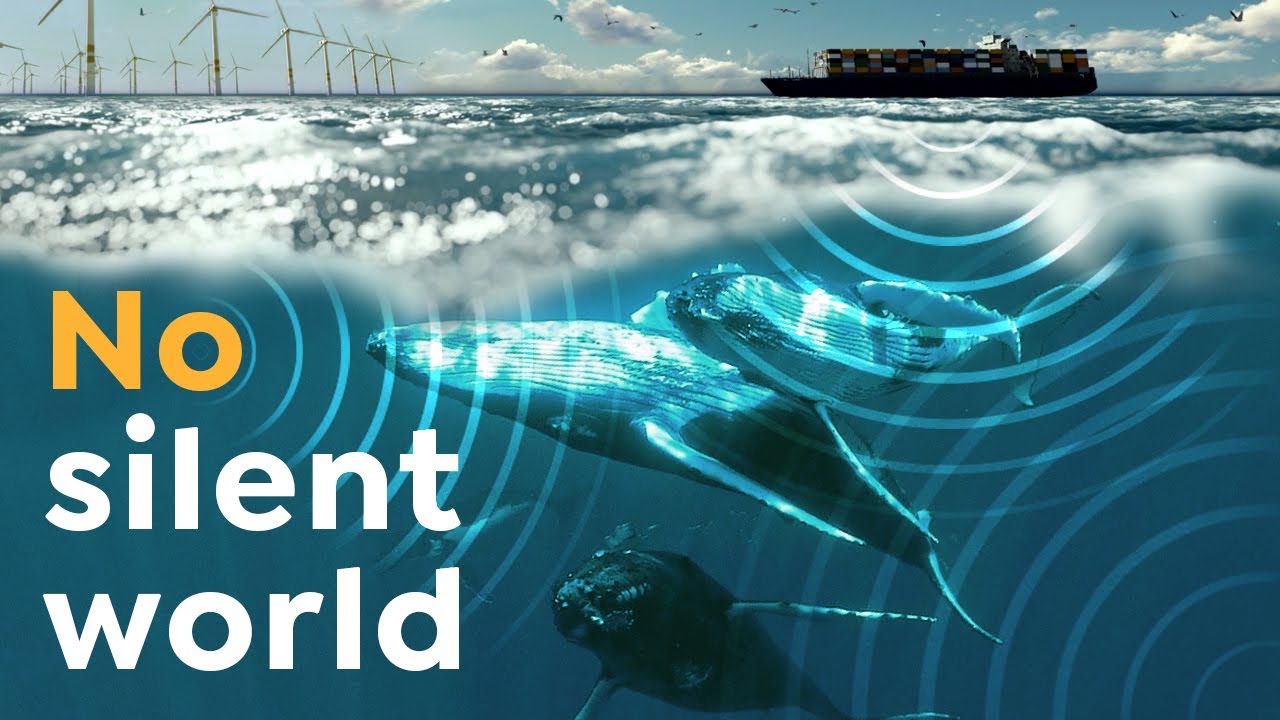 Why Whales cannot Learn to Avoid Ship Strikes