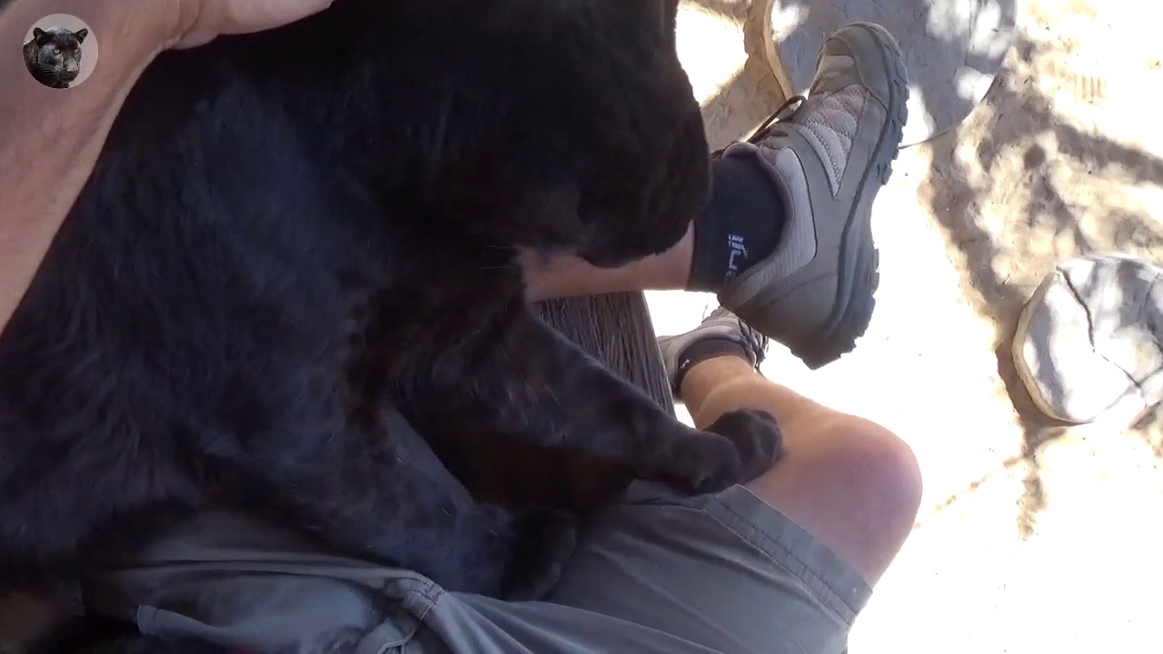 black leopard Nova grooming me