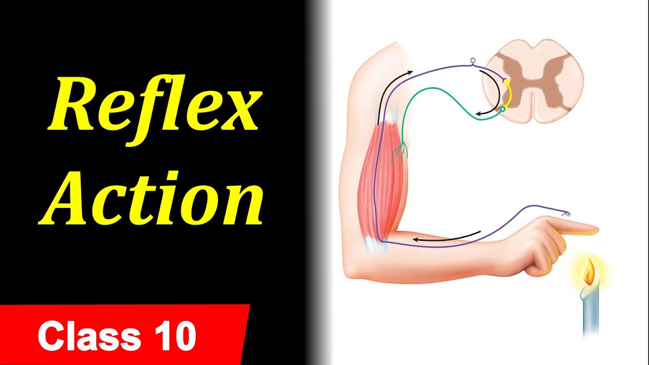 Reflex Action and Reflex Arc || in Hindi for Class 10