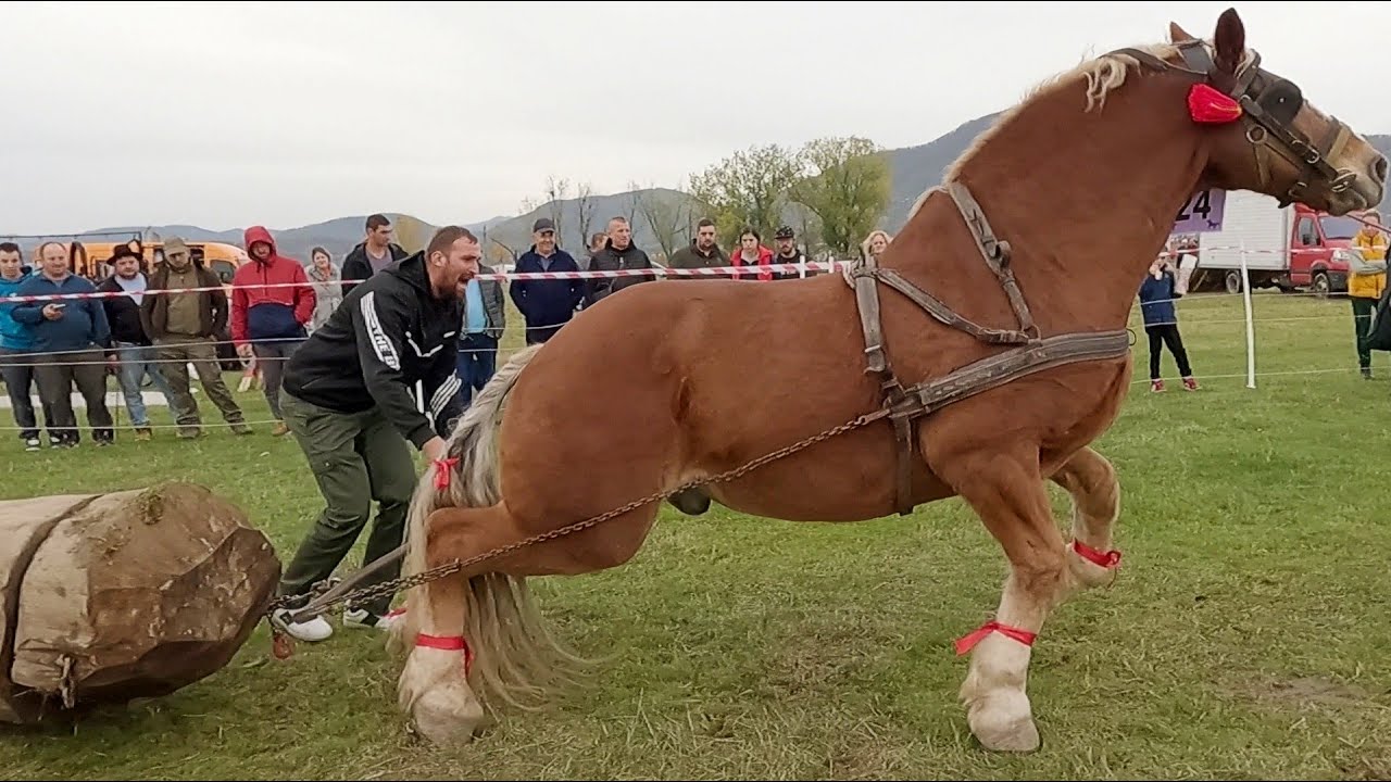 Caii lui Marius și Ionuț de la Craidorolț-Satu Mare 2026