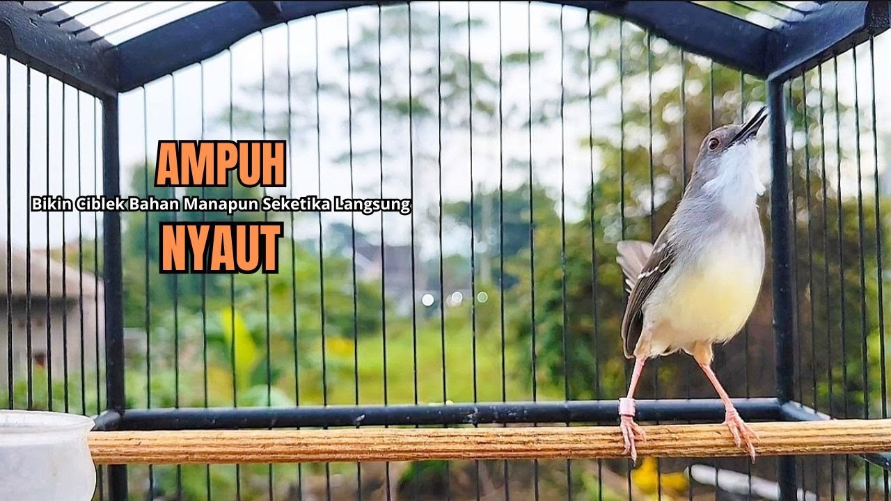 Burung Ciblek SEMI Gacor NGEBREN Untuk Pancingan Ciblek dan MASTERAN BURUNG Kesayangan Anda