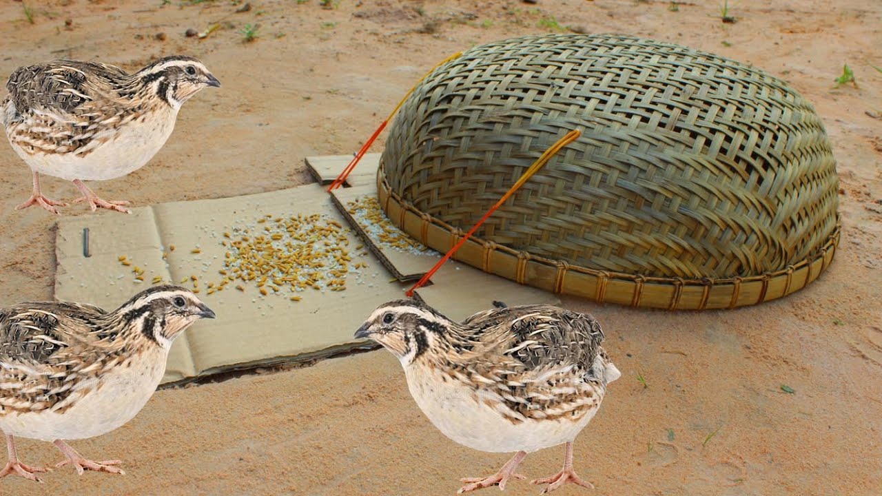 Creative Unique Bird Trap Using Bamboo Baskets And Cardboard That Work 100%