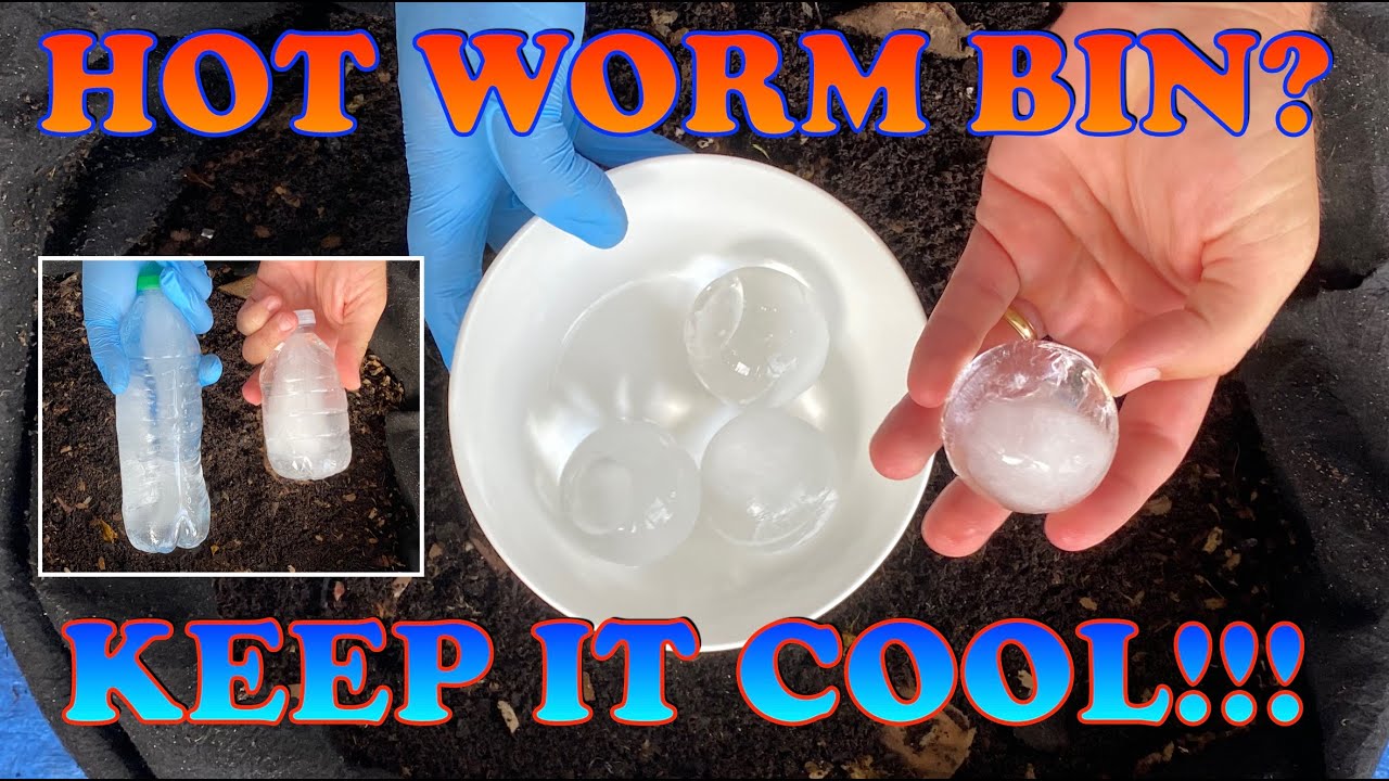How To Cool Down A Worm Bin In Summer Heat | Vermicompost Worm Farm