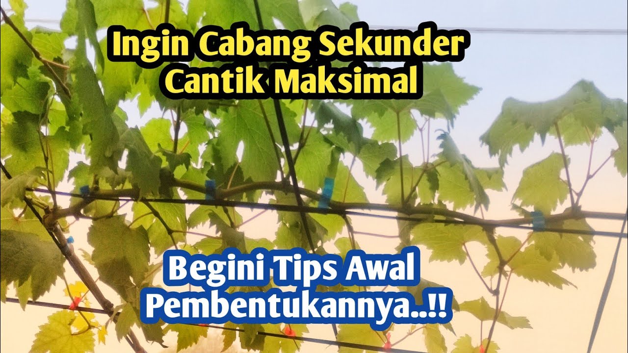 Ingin Cabang Sekunder Anggur Maksimal! Ini Cara Pembentukannya di Sistem Para-Para