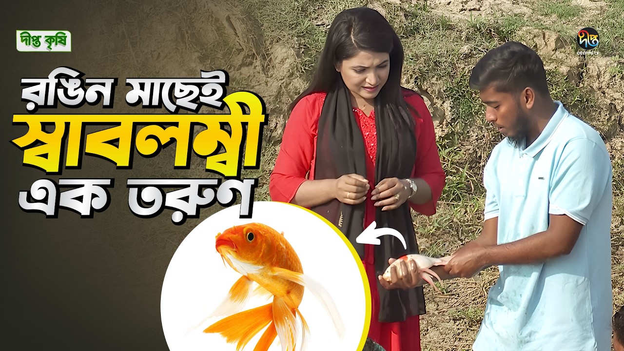 Deepto Krishi l শখ থেকে ব্যবসা! রঙিন মাছ চাষে বদলে গেছে ভাগ্য! l Ornamental Fish Farming l EP 1800