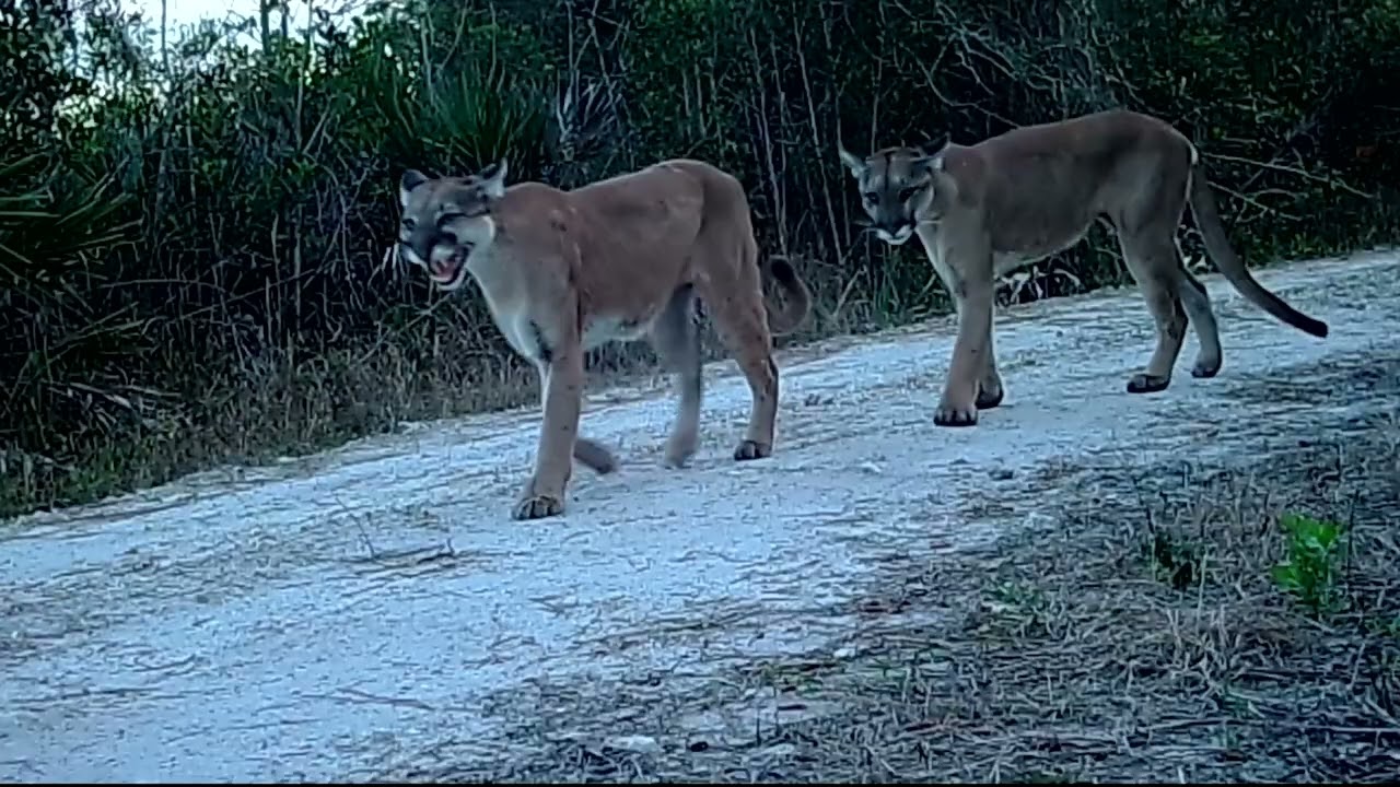 Share the Landscape: With Florida Cats