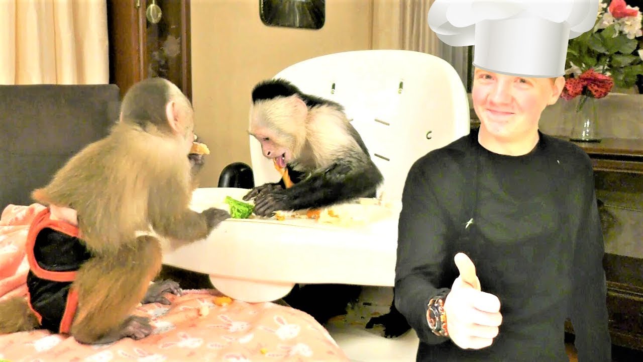 Baby Monkey Lip Smacks While Sister Throws Food at Chef Brandon!