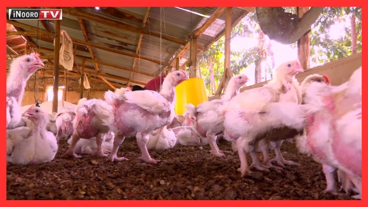 Ũrĩithia wa ngũkũ cia broiler: Mũgambo wa Mũrĩmi part 1