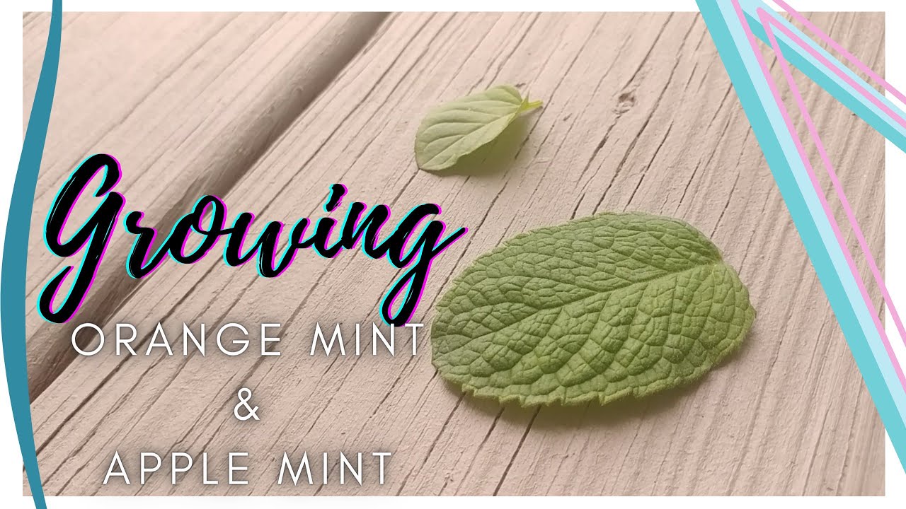 Выращиваем 🍎 яблочную мяту, 🍊 апельсиновую мяту и 🌿 тимьян (он же шерстяная мята и бергамотовая мята)
