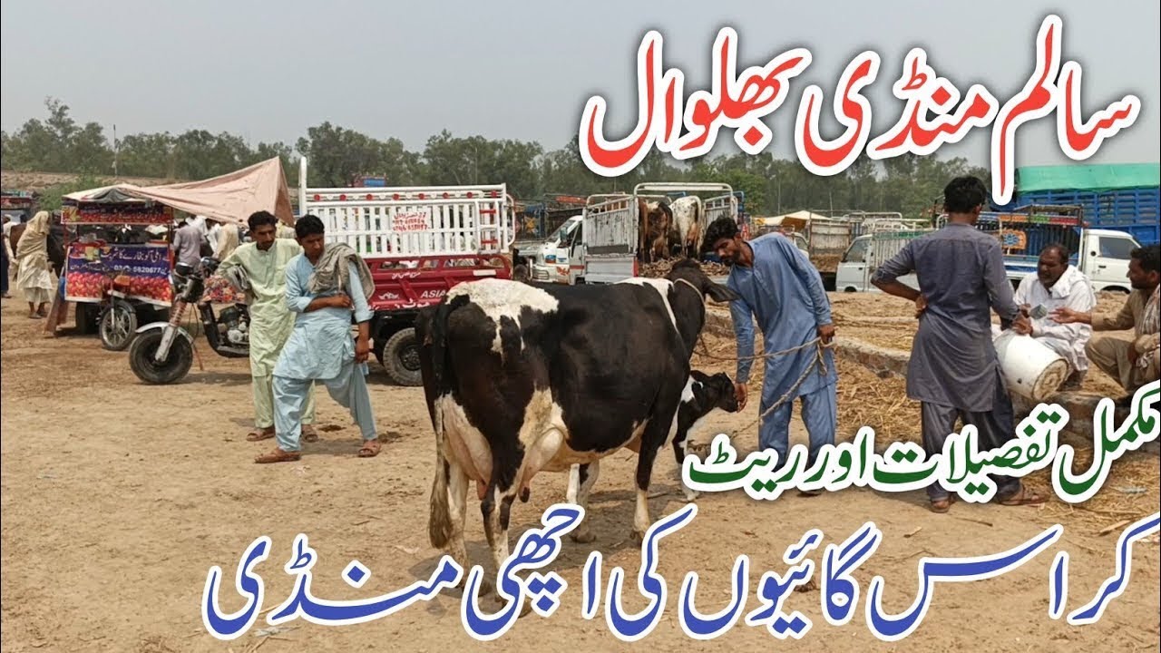 Salam Mandi Bhalwal Australian Fresian Jarsey cross breed cows review !Ali Best