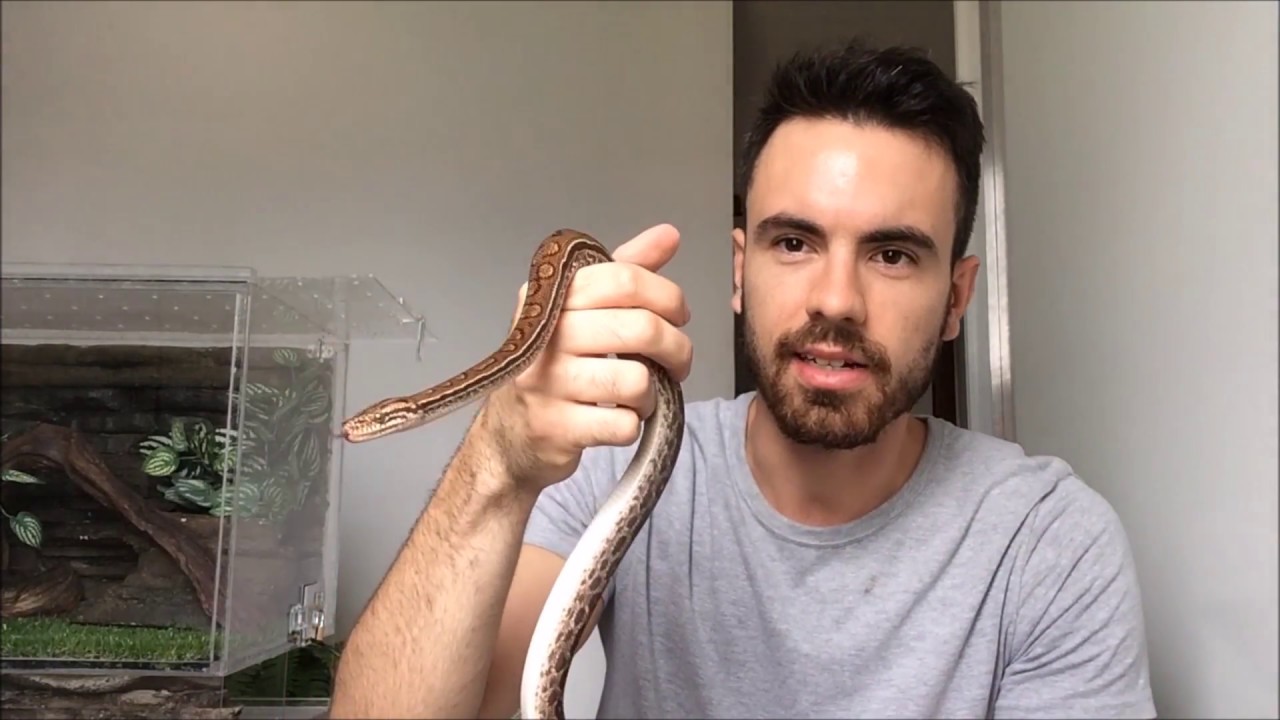 Terrário prático para serpentes / Snake Terrarium