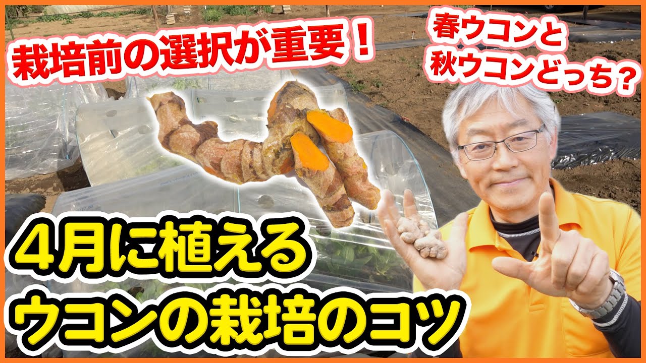 4月から始めたい！健康野菜ウコンの栽培！動脈硬化の予防や高脂血症に期待！３つの栽培ポイント解説【家庭菜園】【4月植え野菜】