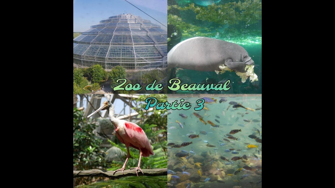 ZooParc de Beauval (partie 3)