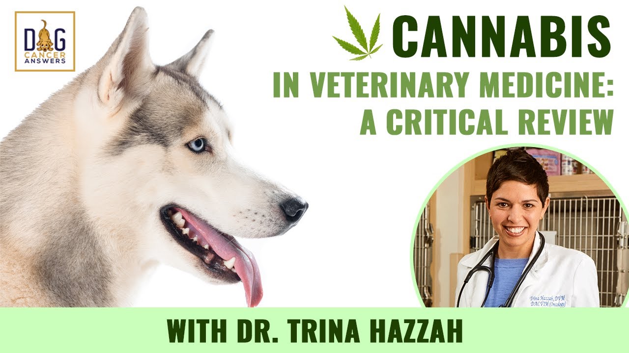 Cannabis in Veterinary Medicine: A Critical Review | Dr. Trina Hazzah Deep Dive