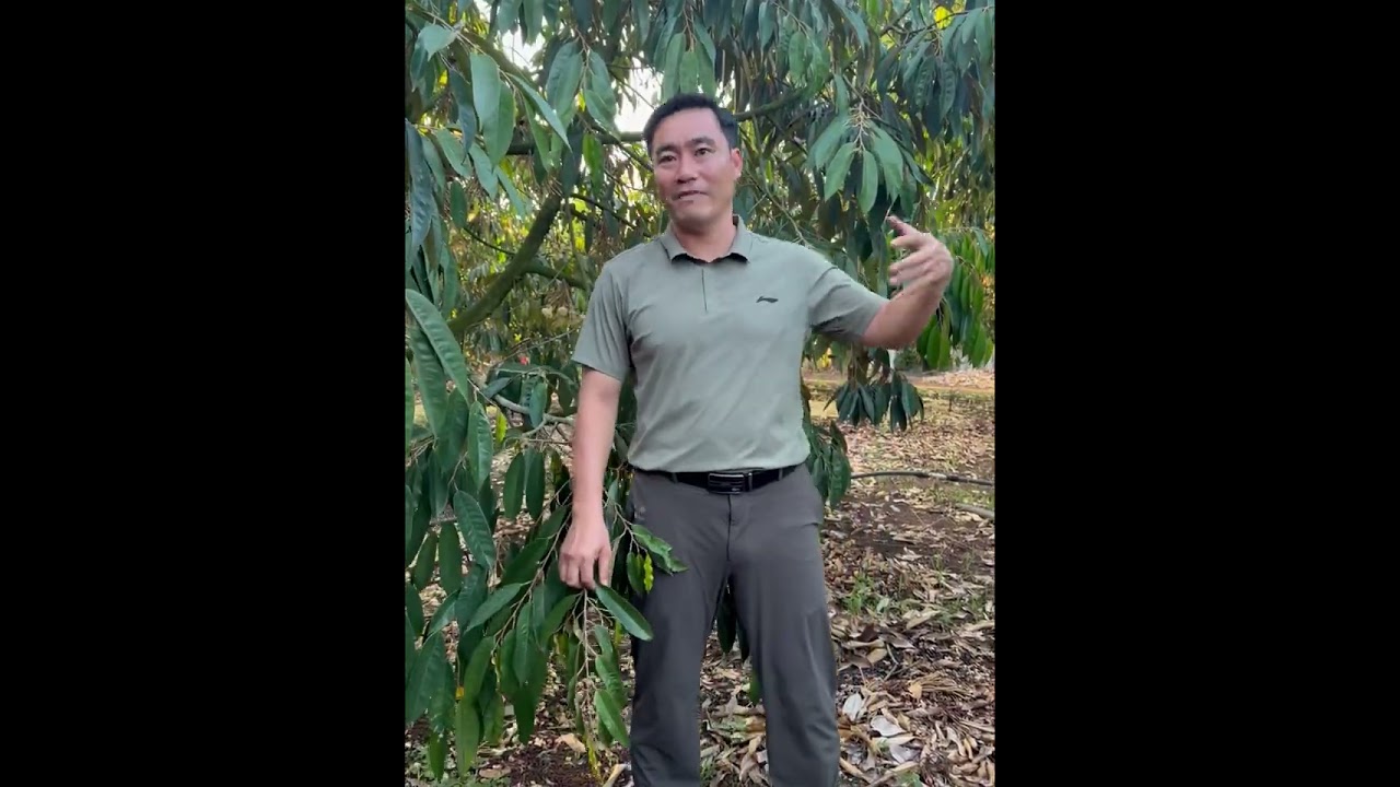 PHƯƠNG PHÁP KÉO CƠI THEO BÔNG | HÓA NÔNG KIM NGUYÊN