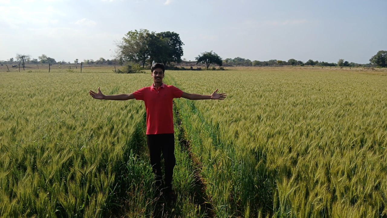 Aaj Pura Din Khet Pe Nikal Gaya