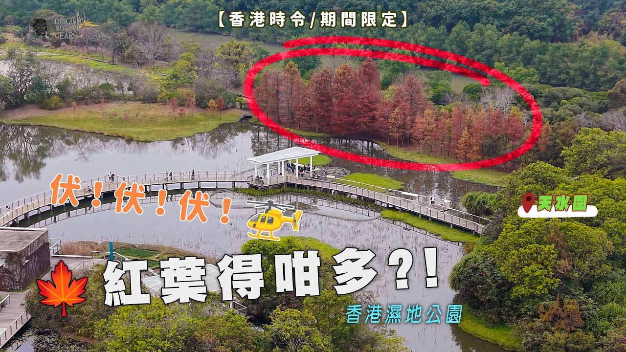 濕地公園冬天紅葉 本地人都唔知，🍁紅葉得咁多?! 伏伏伏～#天水圍 #元朗 #打卡熱點 #落羽松 #落羽杉 #紅葉 #大西北 #香港人 #地產商 #保育 #土地問題 #深圳灣 #紅樹林 #季侯鳥