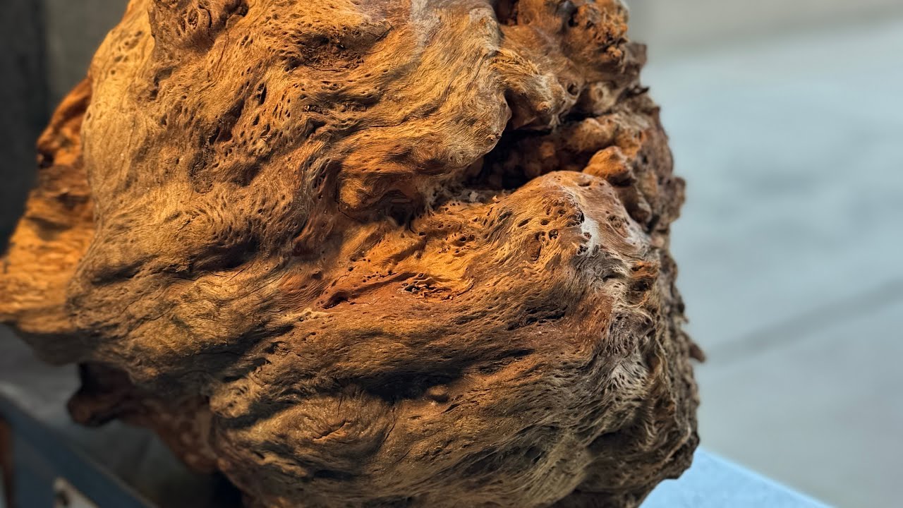 Turning the Tasmanian Devil - a myrtle burl from Tasmania, took three months by boat, looks killer!!