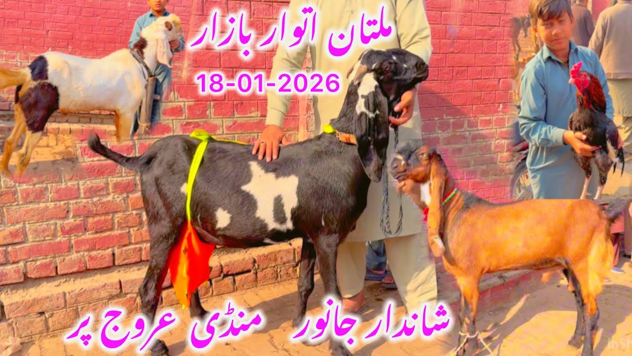 Multan Itwar Bazaar Today | Behtareen Janwar, Rates & Mandi Update
