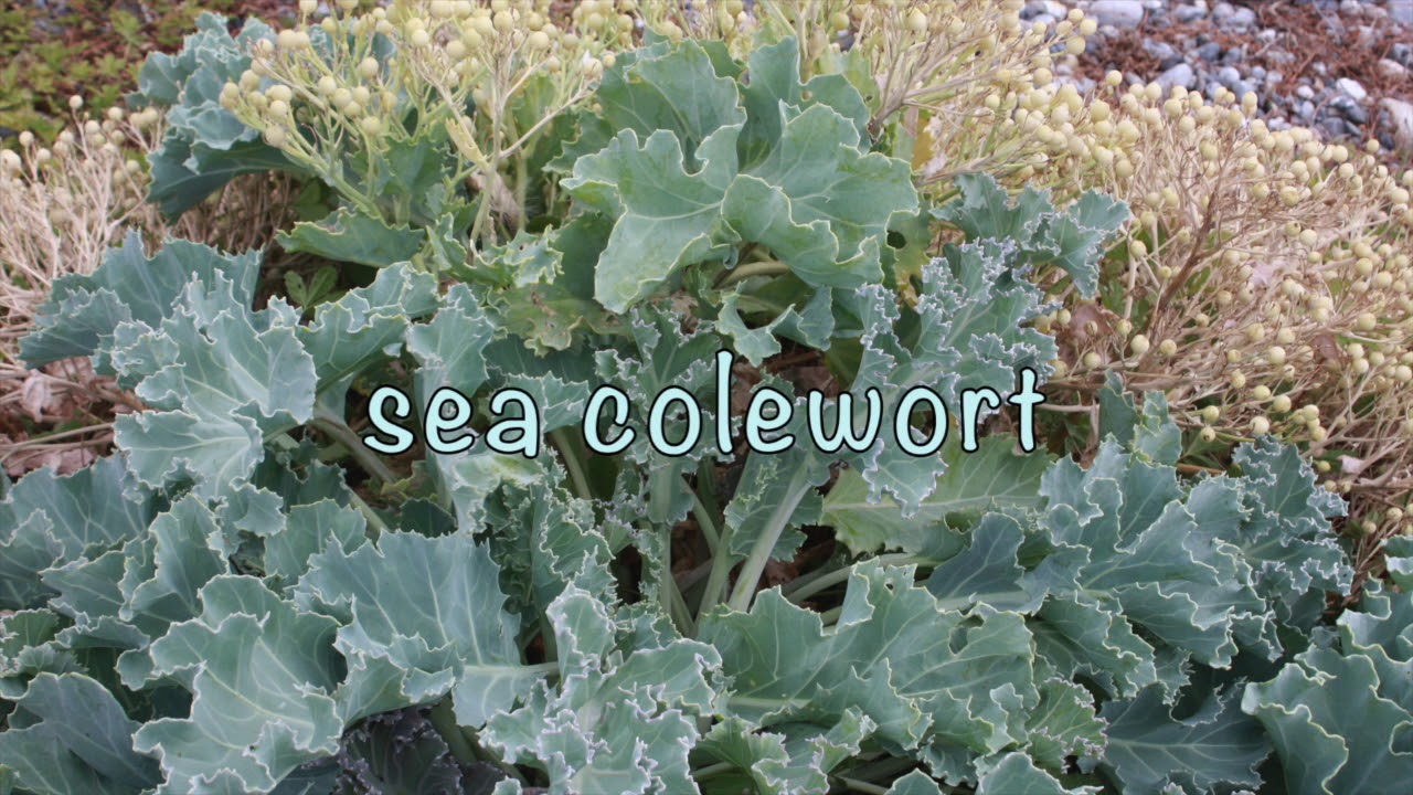 Crambé maritime - Sea Kale - Echter Meerkohl - Crambe maritima