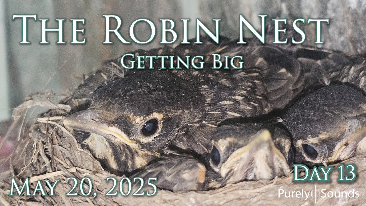Watch the Robin Family Live  –  (May 21, 2025)