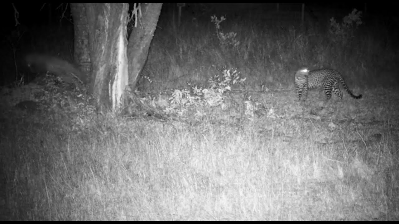 Final sightings as Tlalamba and Tshipondo Leopards vanished behind the tree 8/20/25