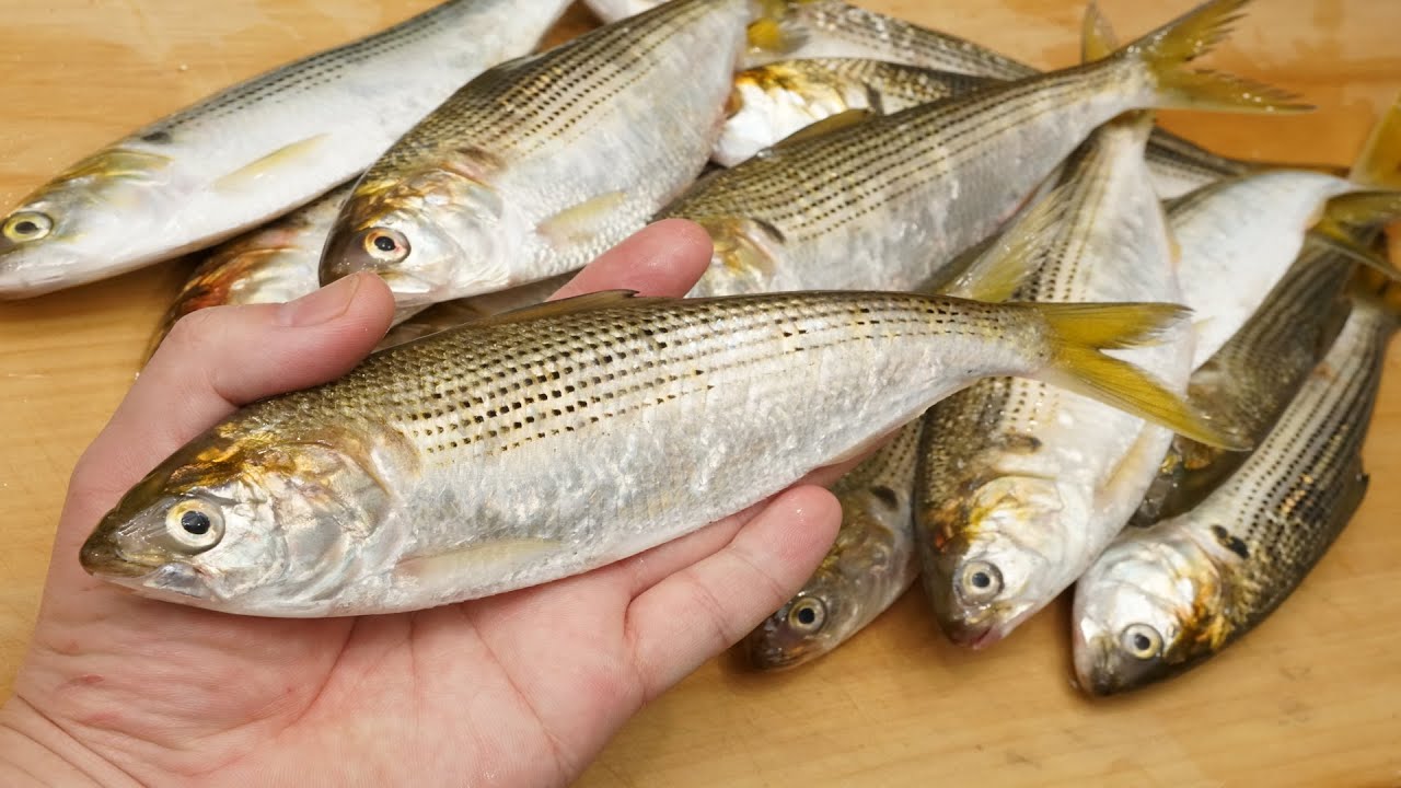 鰶（コノシロ）のさばき方と酢締めの作り方