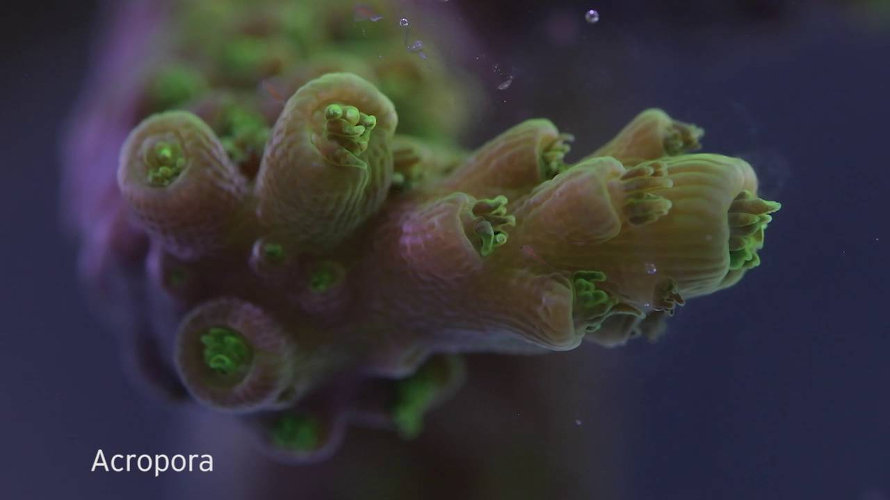 Macro sur les polypes de coraux
