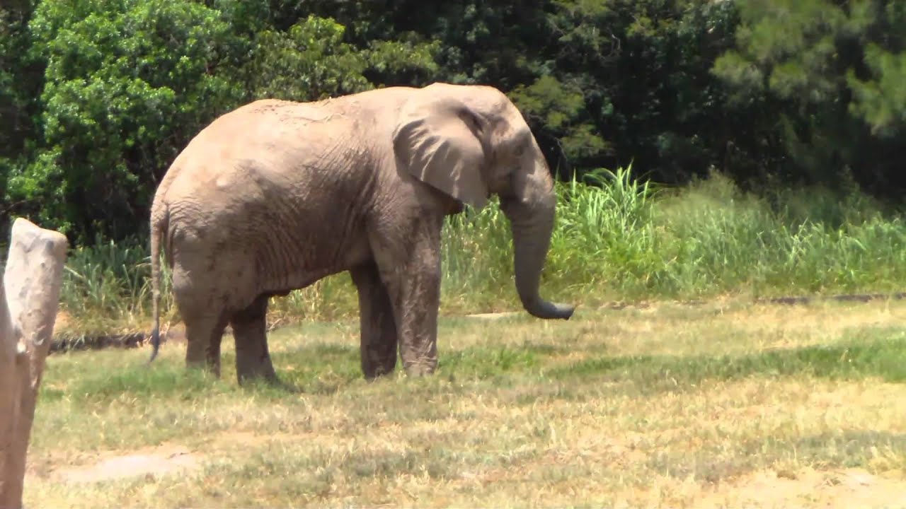 Zoológico de Belo Horizonte II (2010.02.17)