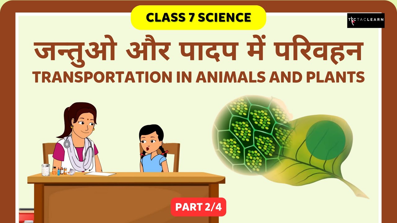 जन्तुओ और पादप में परिवहन | दिल का धड़कना | Part 2/4 | Transportation In Animals And Plants | Class 7