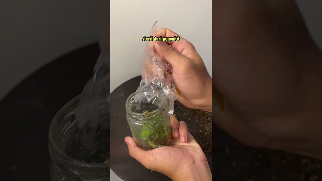 mending kultur jaringan atau nyongkel anakan aja?