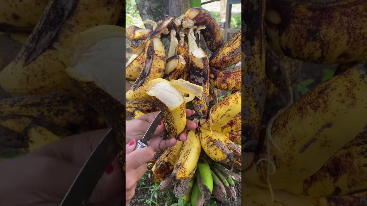 Pisang Susu #pisangsusu
