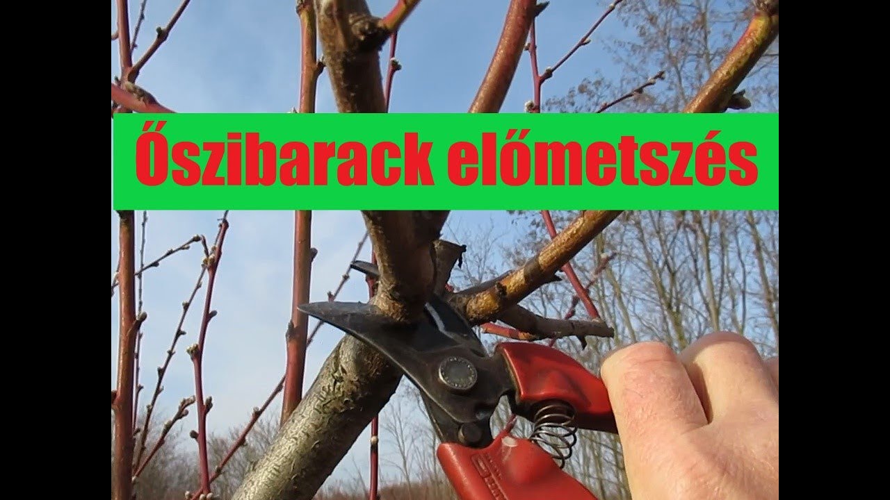 Az őszibarack előmetszése - rügyek és vesszők típusai