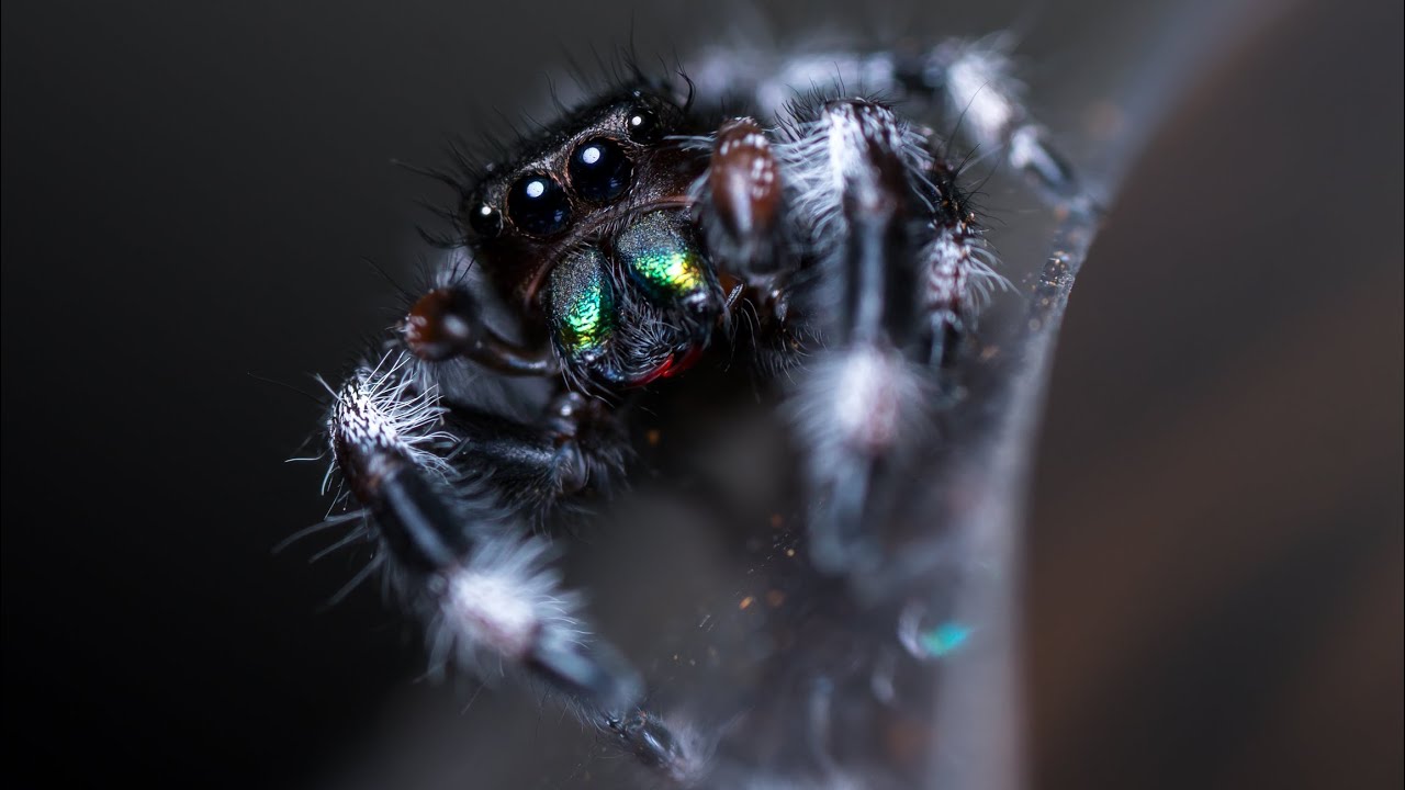 Nowe SKAKUNY Z FLORYDY! Phidippus regius