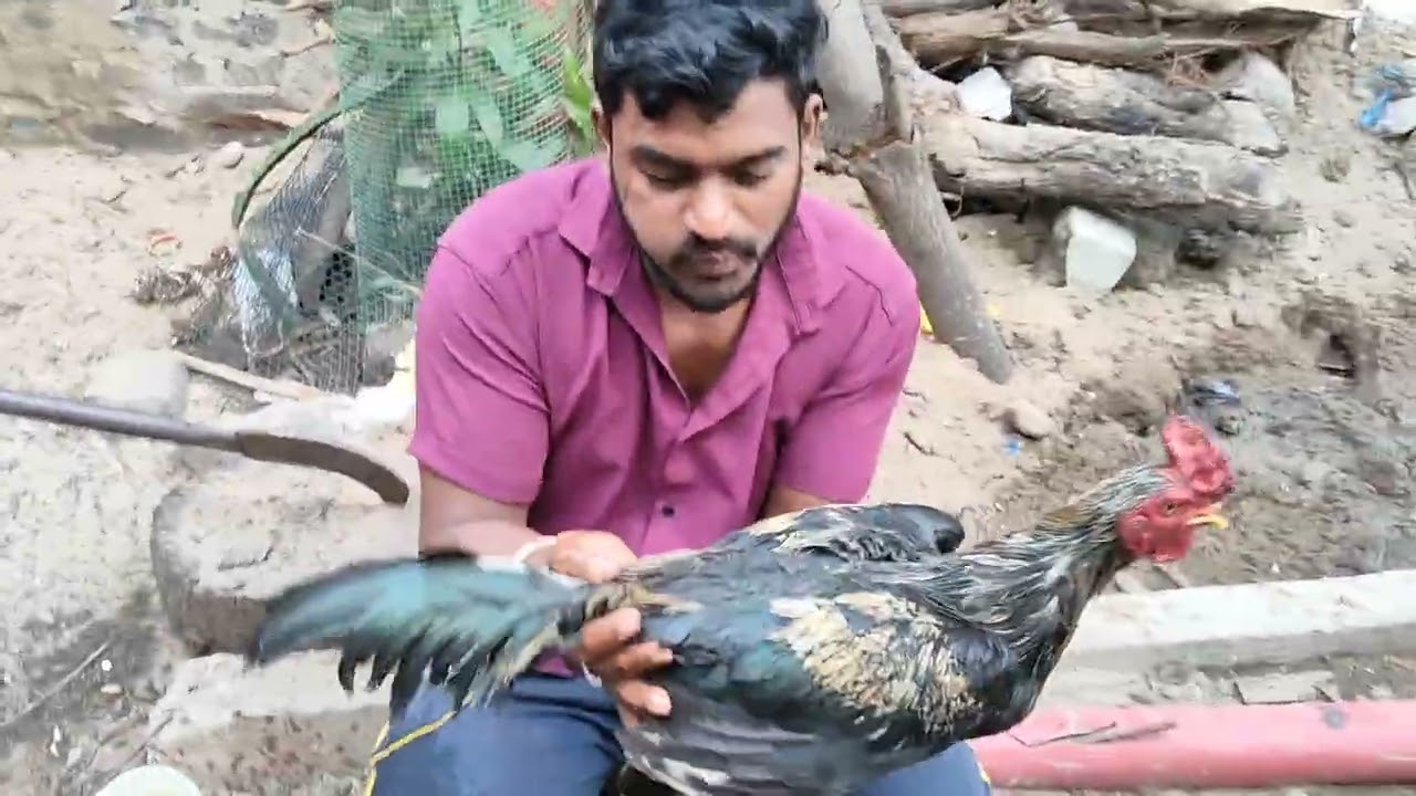 కోడికి జలుబు చేసింది కఫం ఎలా తీస్తాడో చూడండి 