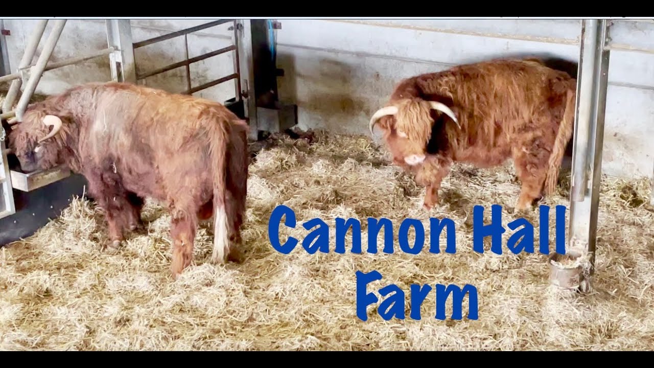 Cannon Hall Farm lots of animals and so many piglets