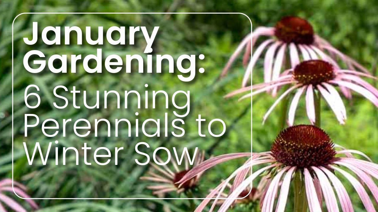 6 U.S. Native Flowering Perennials Seeds to Winter Sow in January