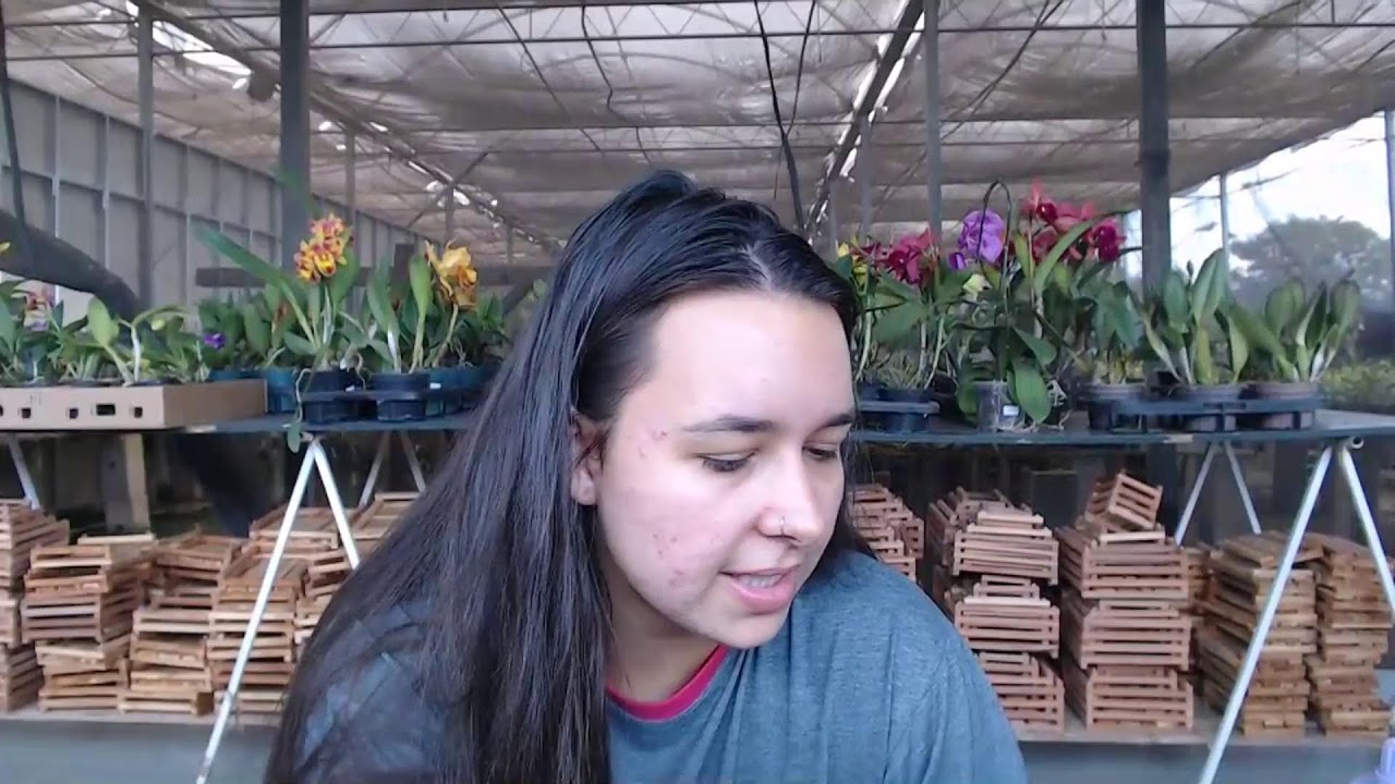 LIVE DE VENDAS DE ORQUIDEAS 05/03