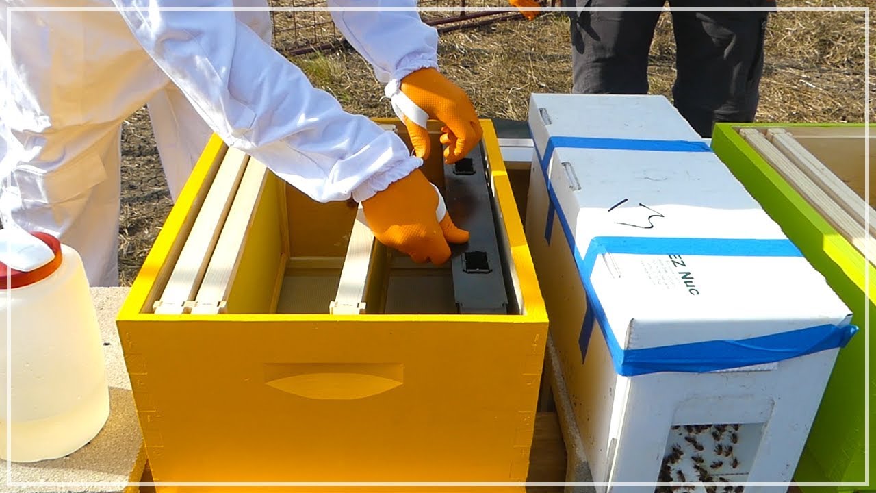 Helping A New Beekeeper Install Nuc Hive