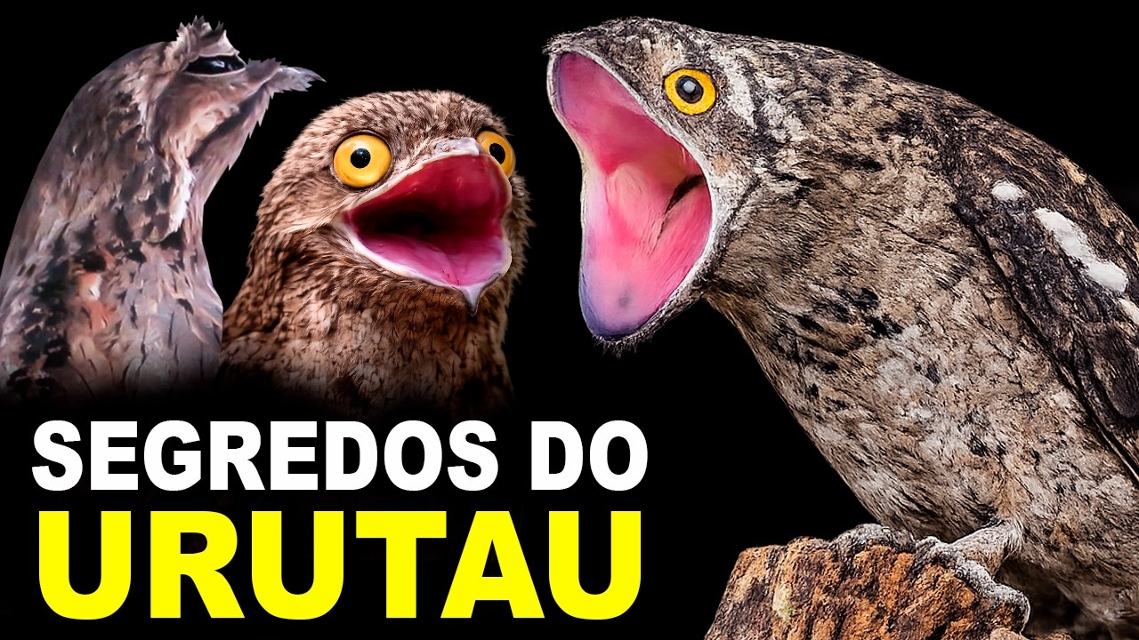 URUTAU (Mãe-da-Lua) no Ninho: Ovo, Filhote e o Canto Assustador | Imagens Raras